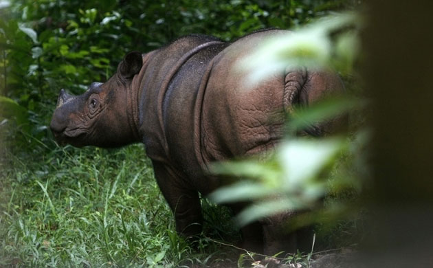 Week in Wildlife:  female Sumatran Rhino is seen at the SRS in the Way Kambas National Park