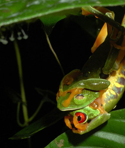 Week in Wildlife: Male red-eyed treefrogs