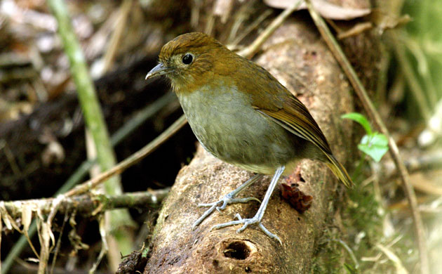 Week in Wildlife: The Fenwick's Antpitta 