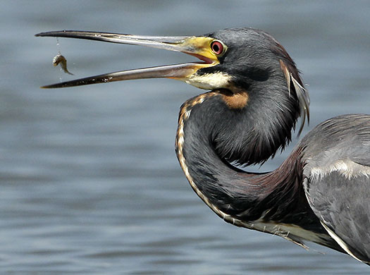 24 hours in pictures: Venice, US: A tricolored heron catches a fish