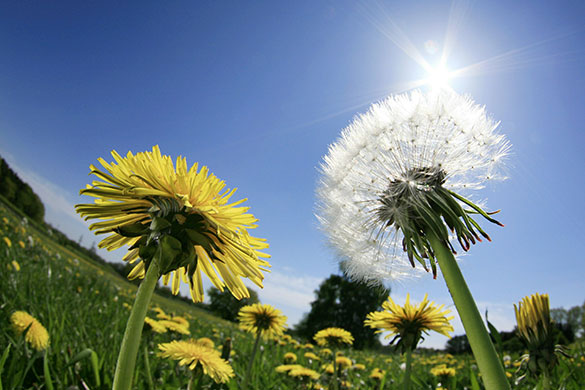 24 hours in pictures: Prisdorf, Germany: Dandelions blossom in a field
