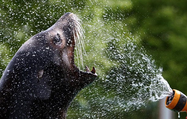 Sunny weather: A sea lion is cooled down