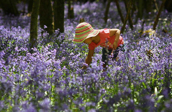 Isla Stanton, 3, collects Bluebells near Ashford in Kent