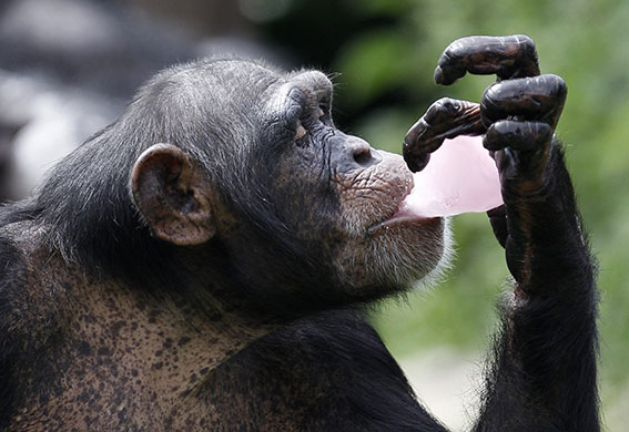 A Chimpanzee sucks on a block of ice at Chester Zoo