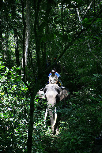 24 Hours in Pics: Forest rangers patrol with elephants in a campaign against illegal logging