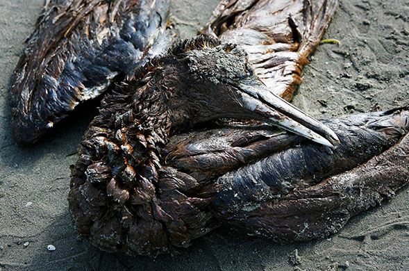 24 Hours in Pics: A dead Northern Gannet covered in oil lies along Grand Isle Beach