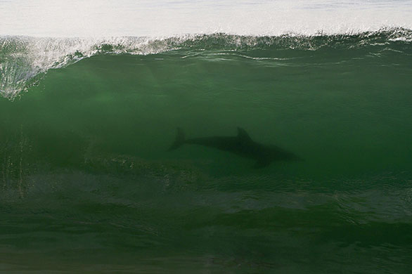 24 Hours in Pics: A dolphin swims in a wave in Durban