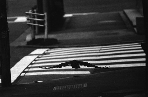 Ravens: Ravens by Masahisha Fukase