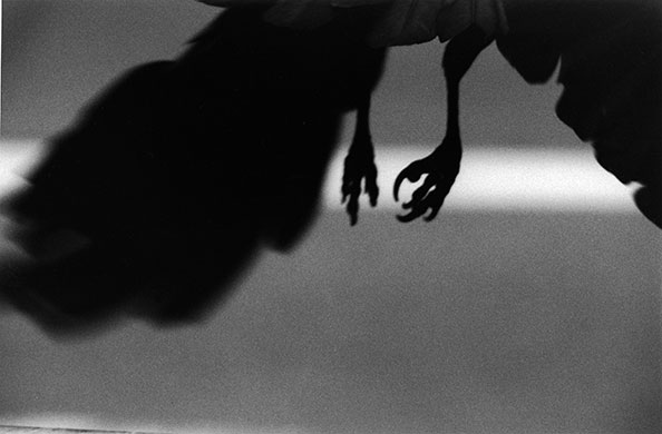 Ravens: Ravens by Masahisha Fukase