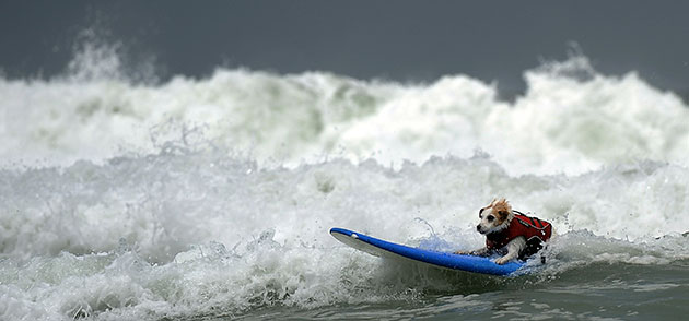 Loews Coronado surf: The 5th annual Loews Coronado bay resort surf dog competition