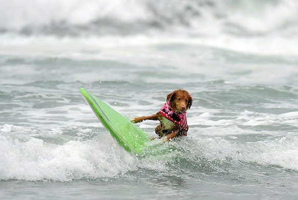 Loews Coronado surf: The 5th annual Loews Coronado bay resort surf dog competition 