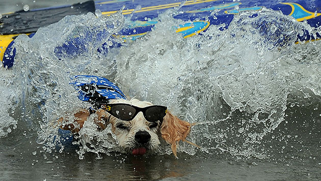 Loews Coronado surf: The 5th annual Loews Coronado bay resort surf dog competition 