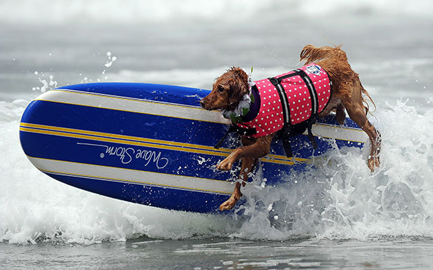 Loews Coronado surf: The 5th annual Loews Coronado bay resort surf dog competition 