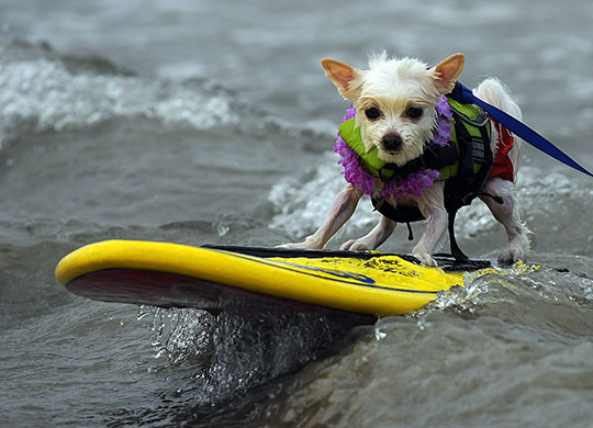 Loews Coronado surf: The 5th annual Loews Coronado bay resort surf dog competition 