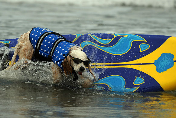 Loews Coronado surf: The 5th annual Loews Coronado bay resort surf dog competition 