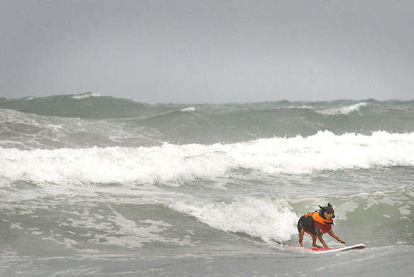 Loews Coronado surf: The 5th annual Loews Coronado bay resort surf dog competition 