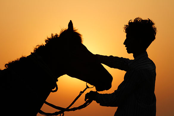 24hours: An Indian farmer pats his horse as dawn breaks Allahabad, India
