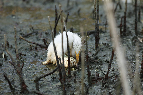 24 hours in pictures: n island affected by the oil spill in the Gulf of Mexico