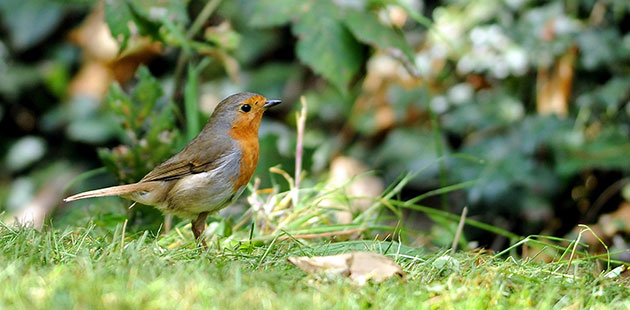 Heatwave: A robin out in the warm weather in Lenton, Nottingham