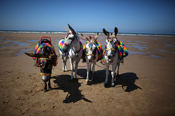 24 hours in pictures: Blackpool, UK: Donkeys stand on an empty beach
