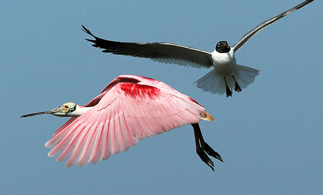 24 hours in pictures: Barataria Bay, UK: A roseate spoonbill passes a gull