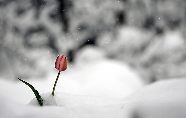 24 hours in pictures: Park City, US: Snow falls on a tulip during a late spring snow storm