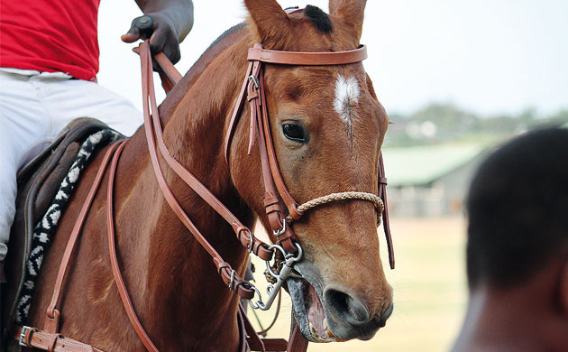 Accra gallery: Accra Polo Club