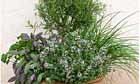 A selection of herbal recipes