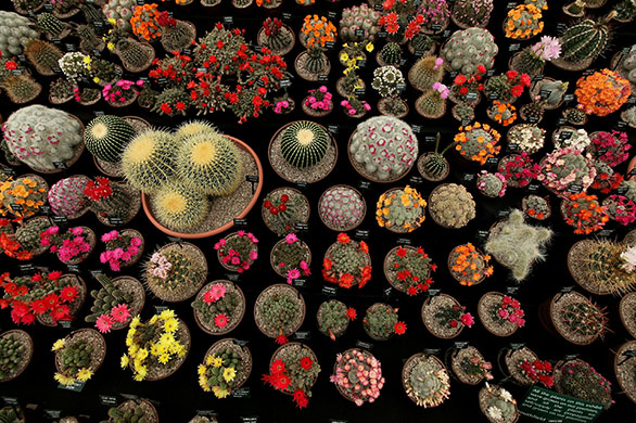 24 hours in pictures: London, UK: Cacti are presented at the annual Chelsea flower show