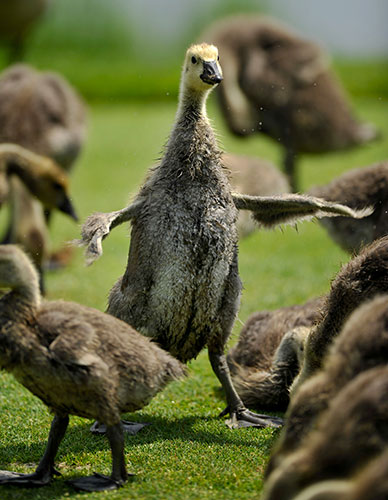 24 hours in pictures: Kenosha, US: A Canada goose gosling