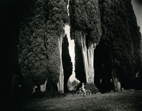 Sally Mann: Sally Mann: Sempervirens 'Stricta', 1995, from the series Immediate Family.