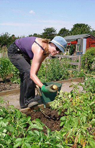 BTCV: BTCV Volunteer picks potatoes