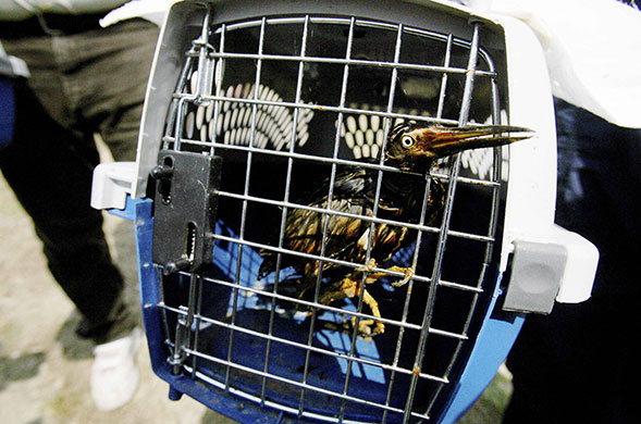 24 hours in pictures: Oil covered Green Heron in Louisiana