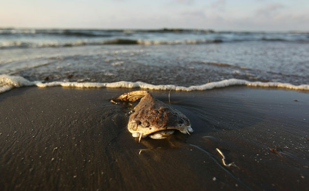 Update oil spill: Deepwater Horizon oil spill: dead fish