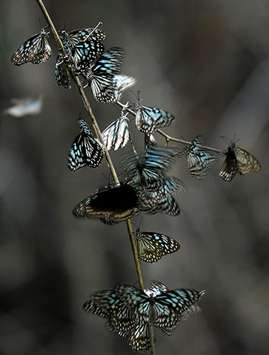 Week in wildlife: Butterflies of the Milkweed family 