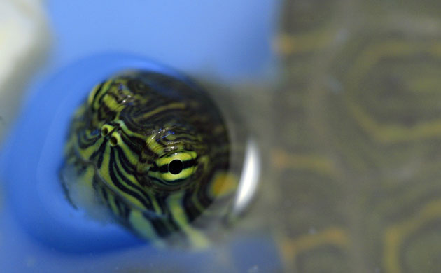 Week in wildlife: An injured turtle is seen in a clinic for turtles in La Garita de ALajuela