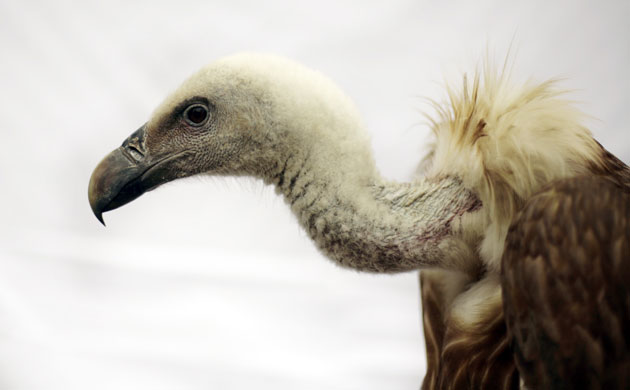 Week in wildlife:  Eurasian Griffon
