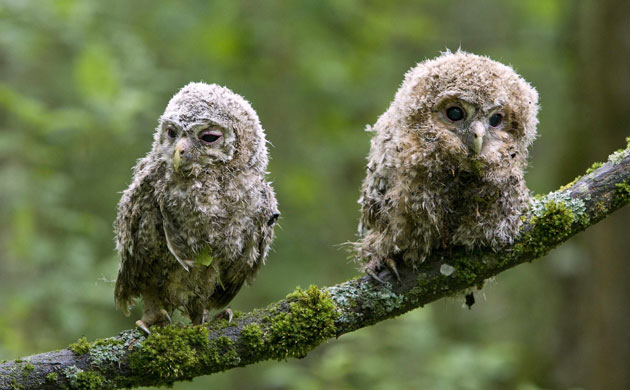 Tawny-owl-chicks-sit-on-a-008.jpg