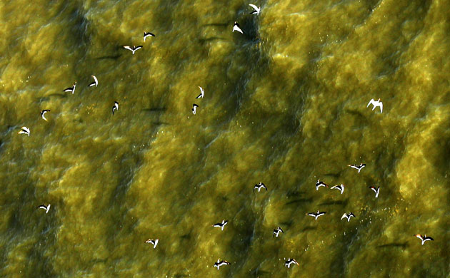 Week in wildlife: Gulf Coast Struggles With Oil Spill And Its Economic Costs