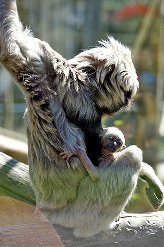 Week in wildlife: New arrivals at Blackpool Zoo