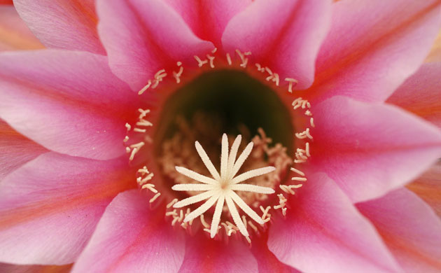 Week in wildlife: The flower of Echinopsis 