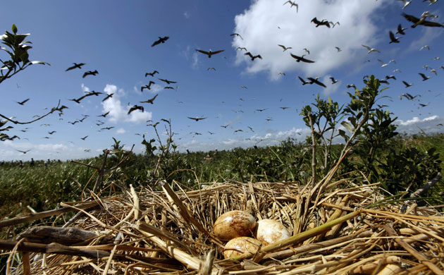 Week in wildlife: Pelicans fly past nest of eggs on an island off the the coast of Louisiana