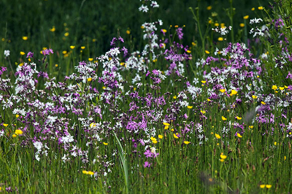 Week in wildlife: London Wetlands Centre