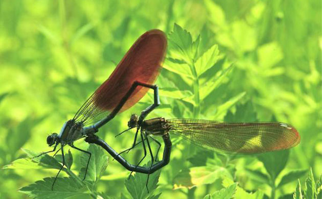 Week in wildlife: Hot male damselflies
