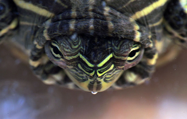 24 hours in pictures: clinic for turtles in costa rica