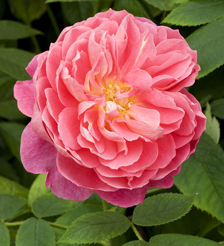 Chelsea Flower show: David Austin’s “Benjamin Britten” rose