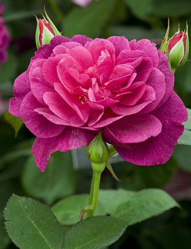 Chelsea Flower show: David Austin's 