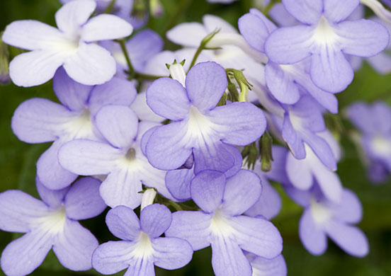 Chelsea Flower show: Streptocarpus Falling Stars