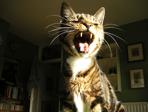 in pictures: morning: Cat yawning