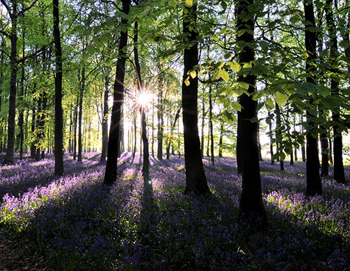 in pictures: morning: Bluebells in Dockey Wood
